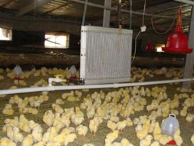 鸡舍养殖供暖方案